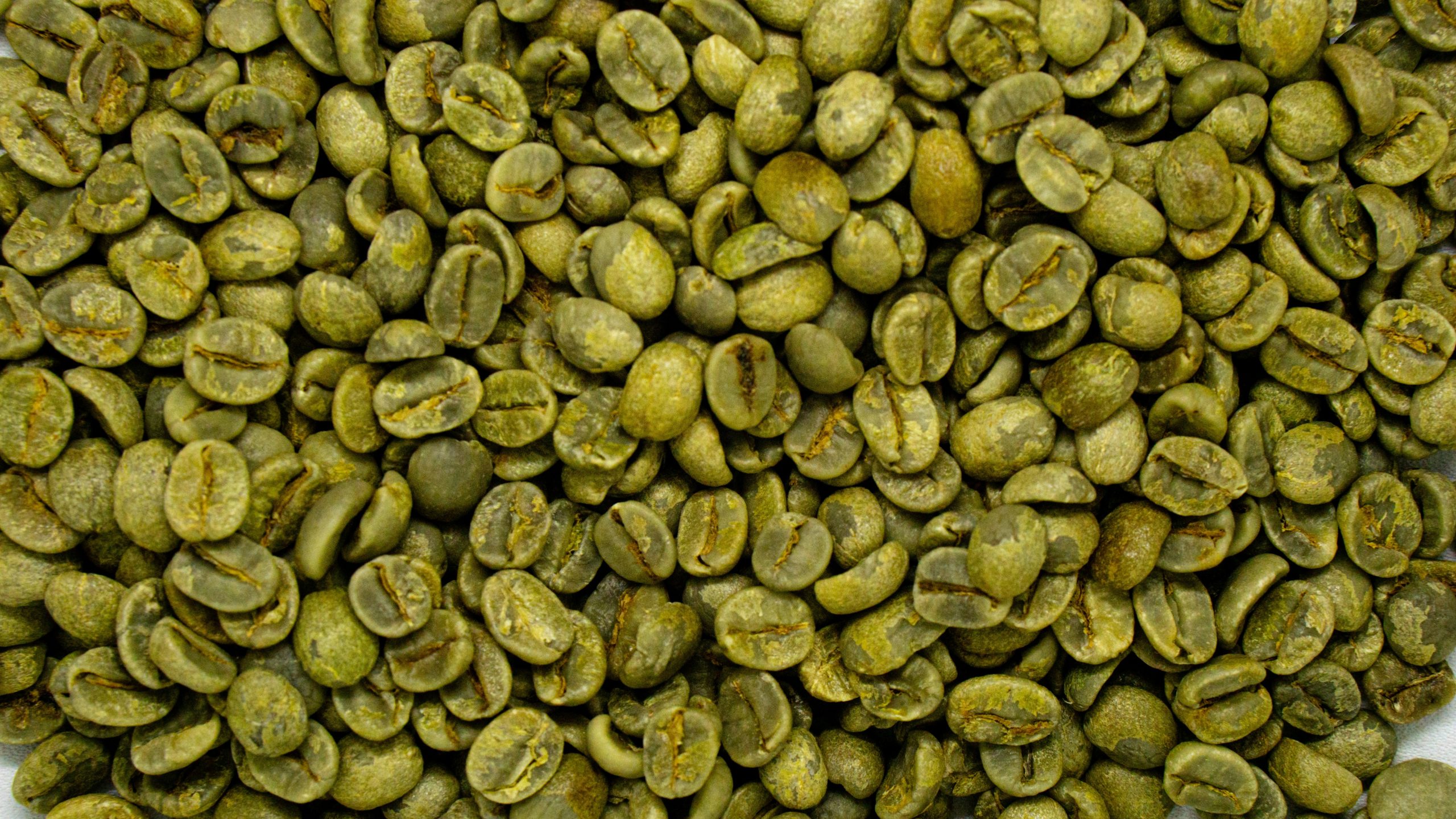 Café Arábica en Oro Verde Caturra
